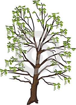 Flowering old oak tree isolated on white